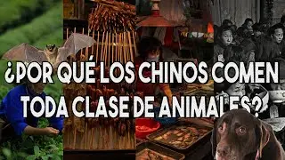 ¿Porqué los Chinos comen toda clase de Animales?