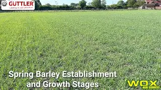 Spring Barley Establishment and Growth Stages | Wox Agri Services