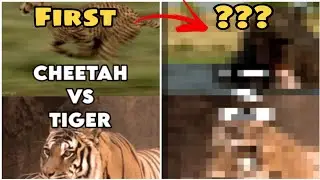 Tournament all episodes | Ep.1-31 | #meme #mrbeast #dog #capcut #fact #animal #bison #lion |