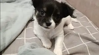 Милая и смешная Моня🥰🤗😅 Cute and funny Monya