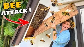I FOUND KILLER BEES INVADING MY HOUSE !
