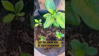 Look how beautiful my lemon tree is