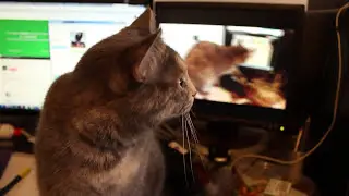 Cats