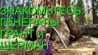 Не ищите принцев там, где их нет/Генералы Шерман и Грант/Гигантский лес/Sequoia National Park
