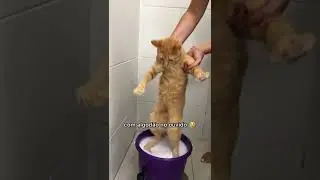 PARODY OF THE BANDIT ZÉ FELIPE - CATS VERSION 