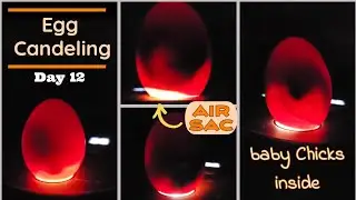SO MUCH MOVEMENT! Candeling My Chicken Eggs Day 12🥚🐣(11 out of 11 eggs are viable)