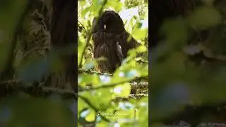 Elegant and mysterious black URAL OWL 