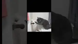О лотках в туалетах школ США