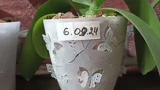 594.#Мои орхидейки🍂Как подросли малыши за два месяца🍂Мои покупки и цветоносы🍂🍂🍂