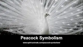 Peacock Symbolism