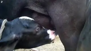 calf drinking milk from buffalo - Baby Buffalo Drinking Milk - الطفل الجاموس شرب الحليب - Top Milkin