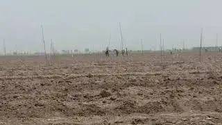 шонгилик киргинчилар
