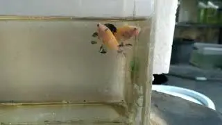 Pair Betta yellow koi . cupang yellow koi  sepasang