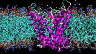 Potassium channel in membrane