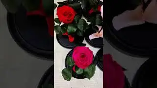 11 сентября 2024 г.