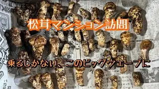 2024 令和6年10月上旬　信州に松茸のビッグウェーブ到来