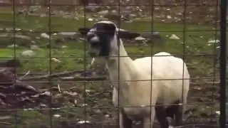 Пошумим Блять