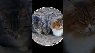 #Shorts Котики Три Богатыря. Видео с Котиками. Милые Пушистые Котики. Шортс Видео Shorts Животные