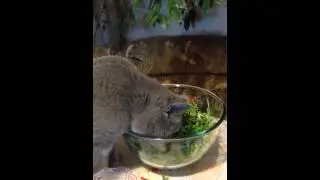 Джес ест рукколу