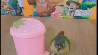 Amazing parrots video - cute parrot and funny parrot videos - funniest parrots - parrot crying video
