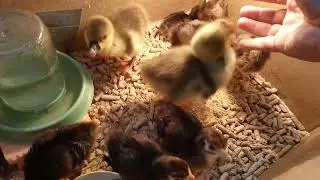 Совместная инкубация | Курицы, индюки и гуси