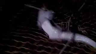 Поймали маленькую акулу