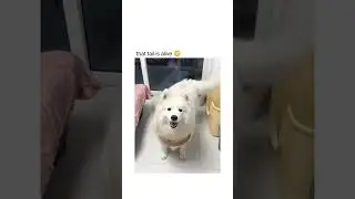 cute tail 😍😍😍