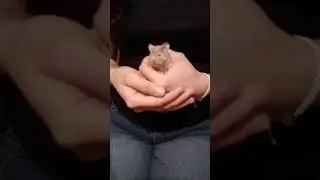 hamster diciendo hola