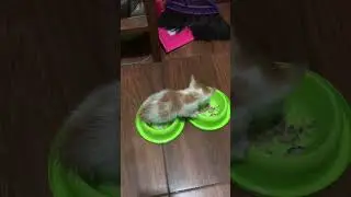 Kitten Oyen calon barbar