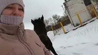 VLOG. Один день из жизни с лошадьми.ОБЕД и ВЕЧЕР