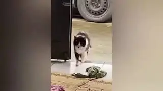 Funny pets #viral #funny #trending #funnyvideo
