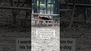 #dogshorts #sadvibes