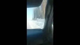 охота на волков ,им не повезло