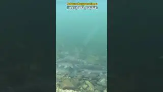 Горбуша идет   подводная съемка