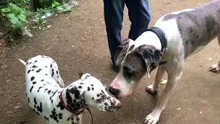 Далматин по имени Тэя играет в парке с собачками!
