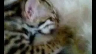 Asian leopard cat & foster mom