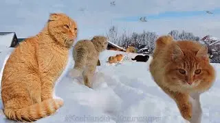 #Koshlandia