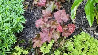 After Bloom Dead Head For Heuchera 
