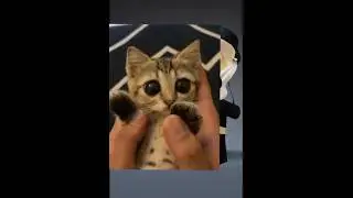 😭❤#котики #милашки #вызайки #ItzMALINKA #roblox