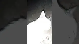 #кот #котики #рекомендации #реки