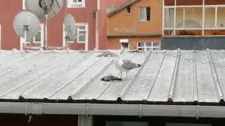 DOĞANIN KANUNU