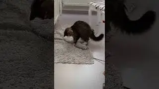 cute cat funny #shorts#viral#youtubeshorts