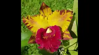 CATTLEYA, DENDROBIUM, AMARYLLIS, SUCCULENT
