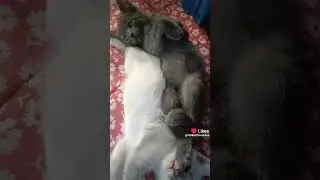 Кошкина семейка