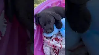 Puppies Are Tuckered Out!!