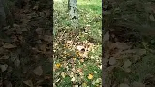 Прогулка!
