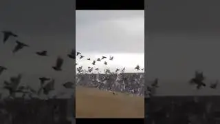 Millions of  pigeons release in Portugal