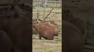 Капибара. Охота в Аргентине. Capibara. Hunt in Argentina. #капибара #capibara #hunting #shorts