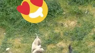 Щенки,какие они милые и красивые🐕🐕(снимали из окна)