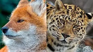THE RAREST ANIMALS OF RUSSIA!